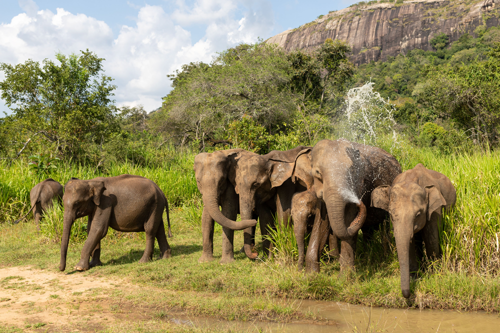 Family Sri Lanka Tour Package with Mirissa & Colombo Day Trip – 5N/6D
